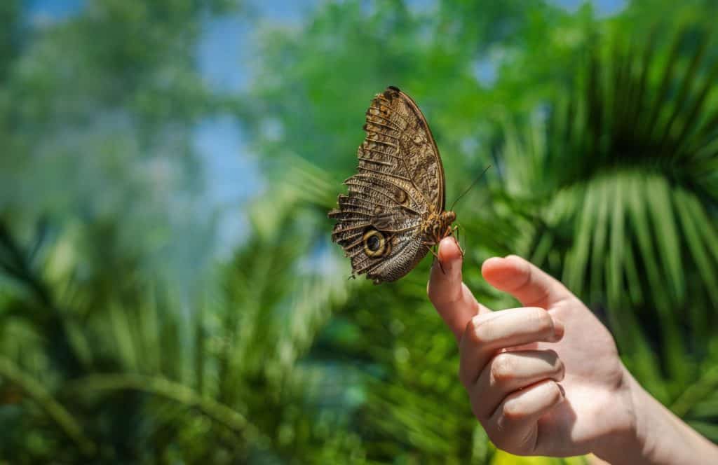 Owl butterfly resting on a human finger in a tropical garden with green palm leaves in the background. High quality photo