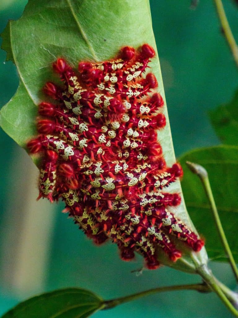 Morpho butterfly larvae grouped in the shape of a group, a tuft. Amazonia, South America