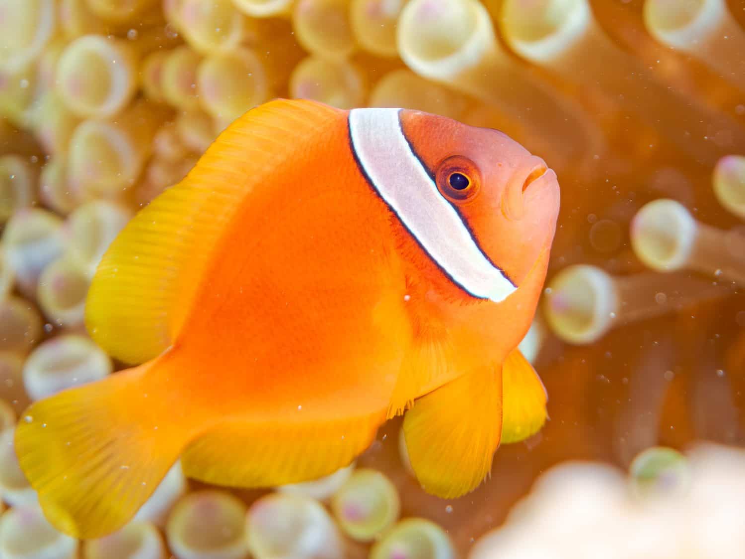 Tomato clownfish, Amphiprion frenatus,A school of tropical fish.Beautiful coral reefs and people swimming.Gahi islnad, Zamami island,Kerama Islands, Shimajiri-gun, Okinawa - June 29, 2025