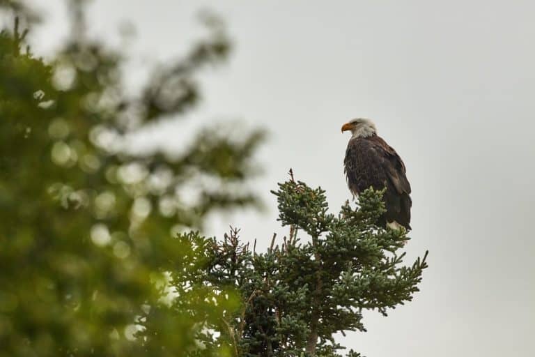 Bald eagle sitting in a tree in Denali National Park