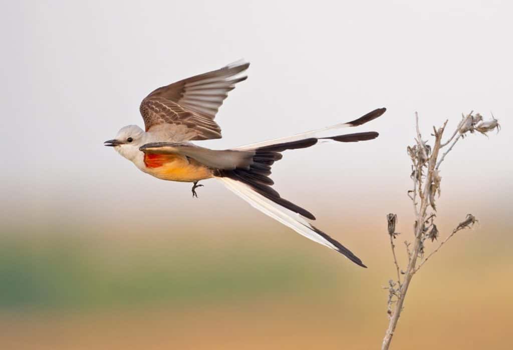 Beautiful male scissor-tailed flycatcher in flight