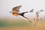 Scissor-tailed Flycatcher