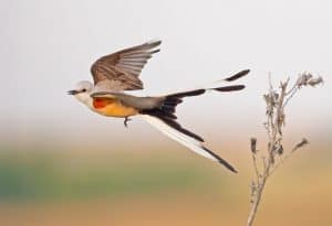 Beautiful male scissor-tailed flycatcher in flight