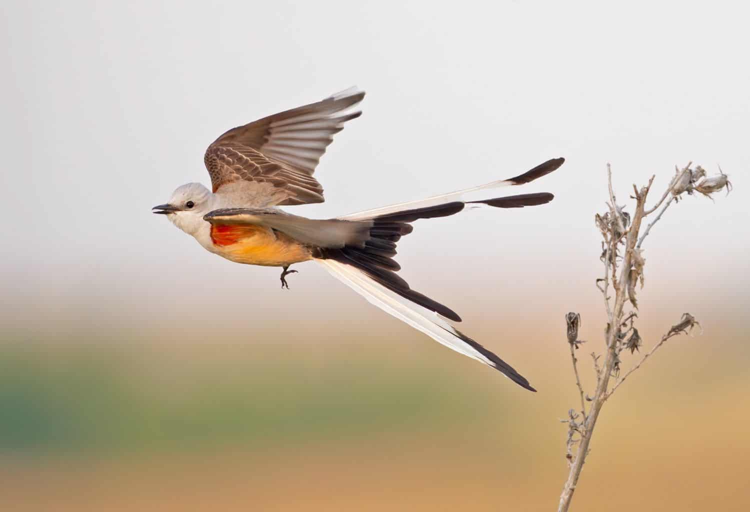 Scissor-tailed Flycatcher Animal Facts - Tyrannus forficatus - A-Z