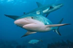 Two Caribbean reef sharks in close formation swimming just over the reef with ble ocean background