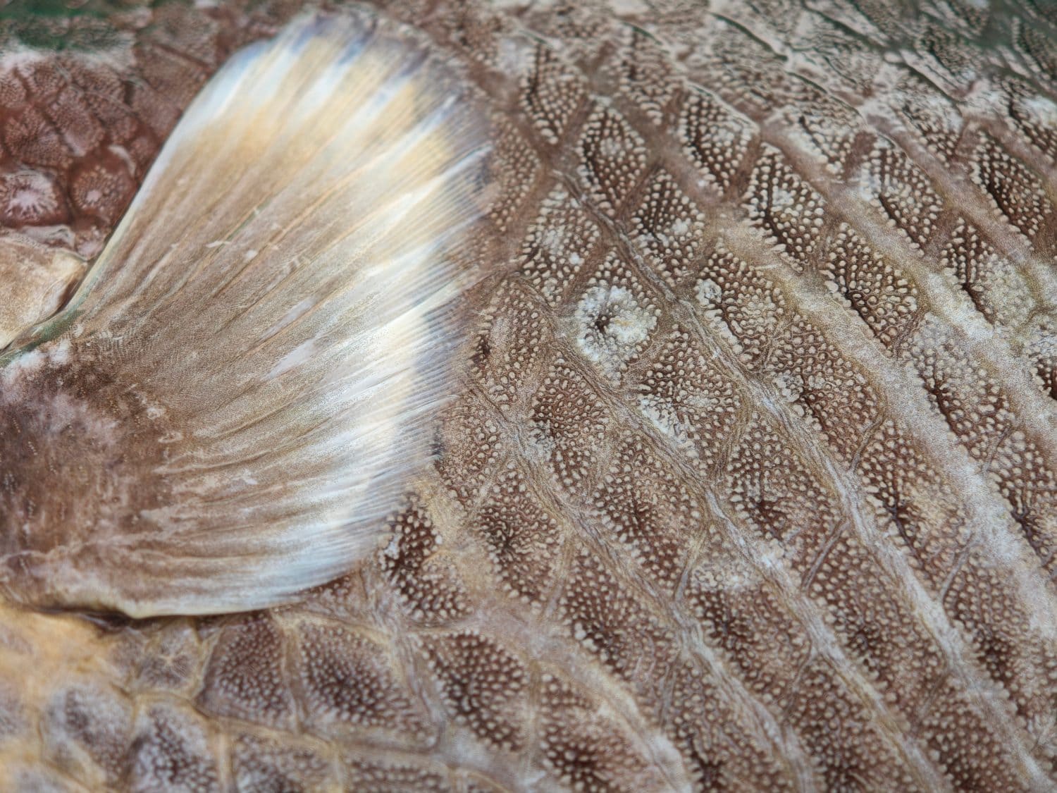 Close up on Fish skin with it fin