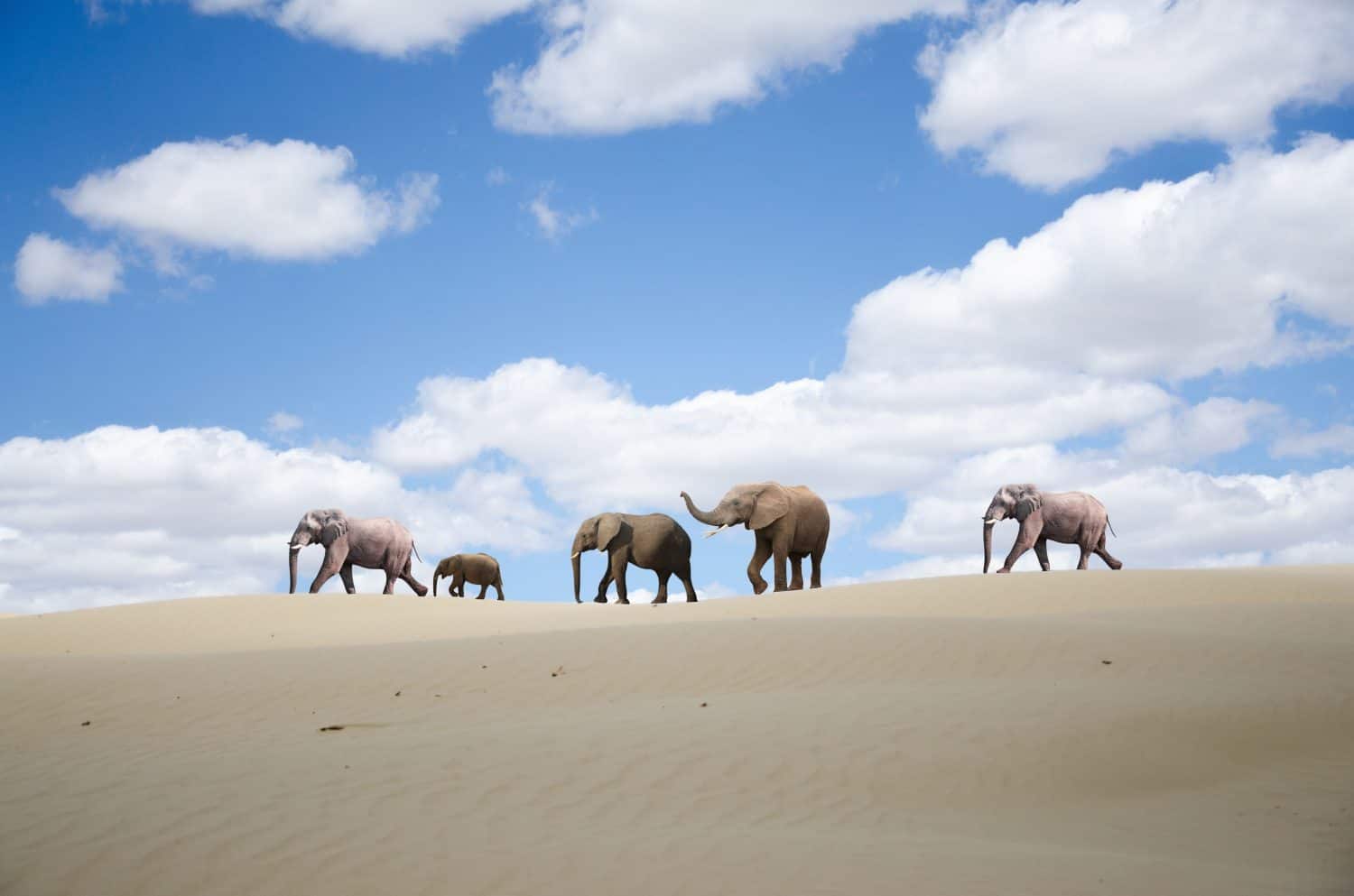 A herd of elephants walking across a sandy desert under a bright blue sky with fluffy clouds.