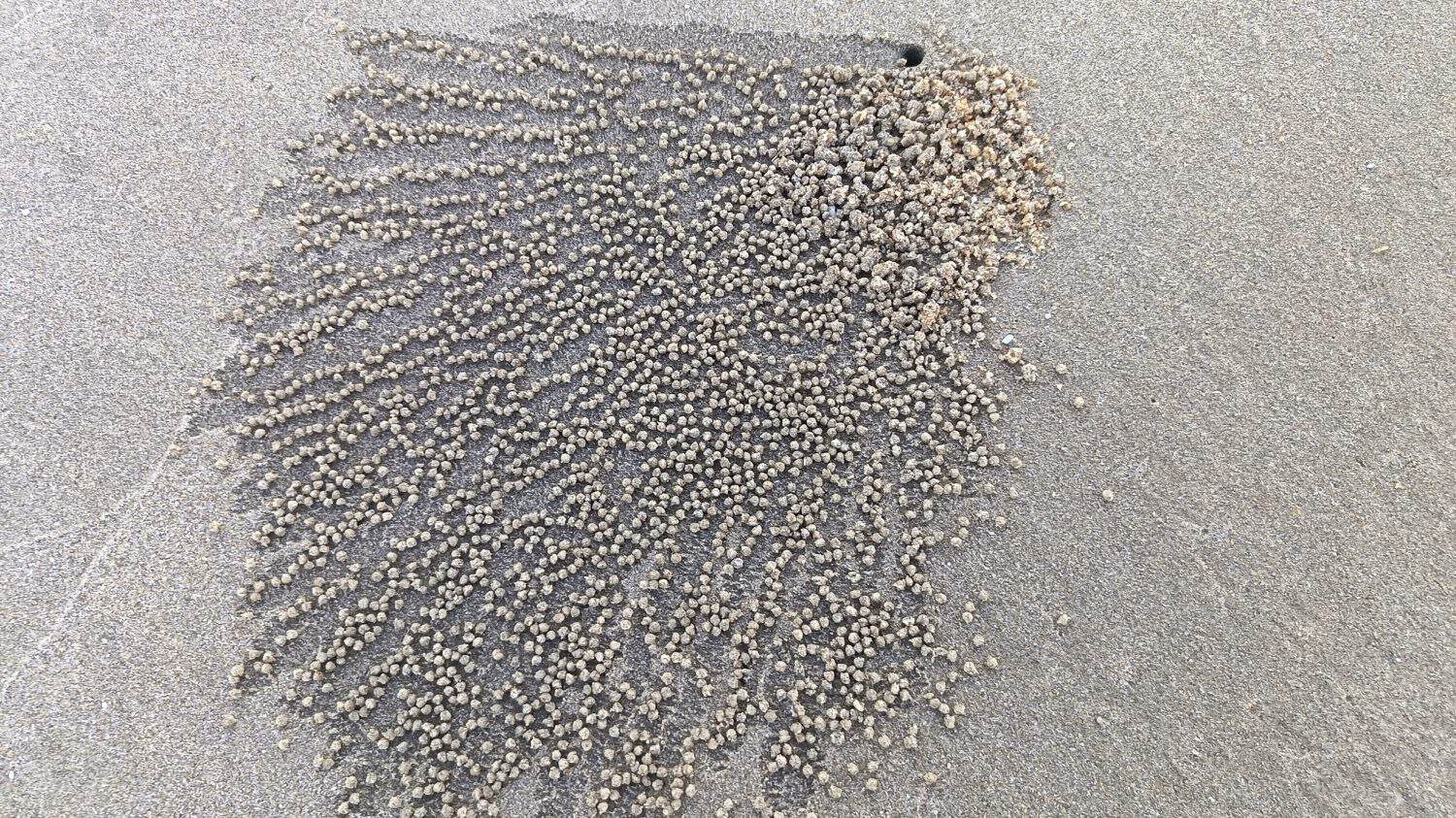 Pattern of tiny sand balls created by a sand bubbler crab on a beach.
