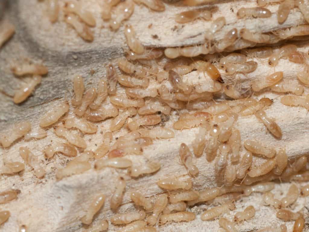 Reticulitermes speratus is a Korean subterranean termite with equal wing pairs, bead antennae, and a distinct social caste system. Photographed in Korea.