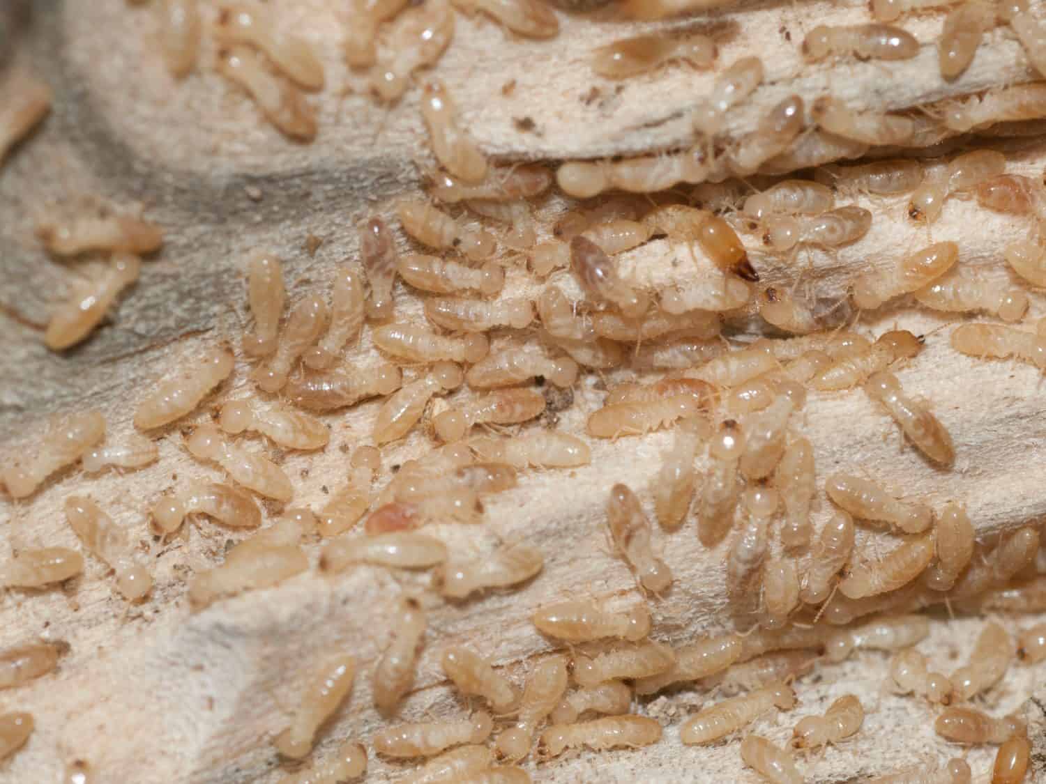 Reticulitermes speratus is a Korean subterranean termite with equal wing pairs, bead antennae, and a distinct social caste system. Photographed in Korea.