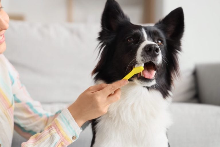 Owner brushing teeth of cute Border Collie dog at homecloseup