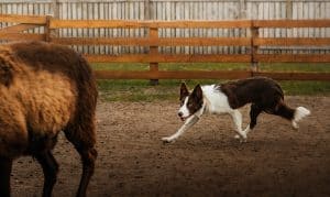 Border Collie Herding Sheep on Farm. Brown and white Border Collie runs low to the ground while herding a sheep inside a fenced farm paddock.