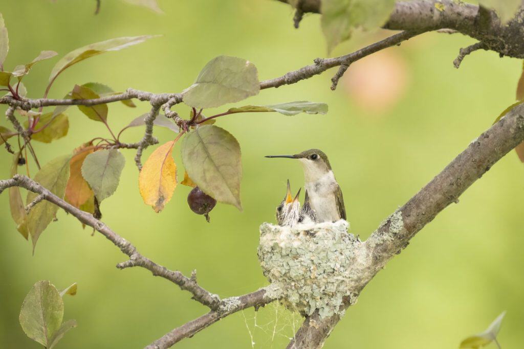Ruby-throated hummingbird, Archilochus colubris female with chicks on nest in Minnesota.