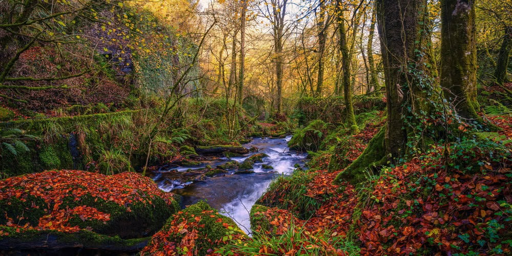 Kennel vale woodland and river cornwall uk 