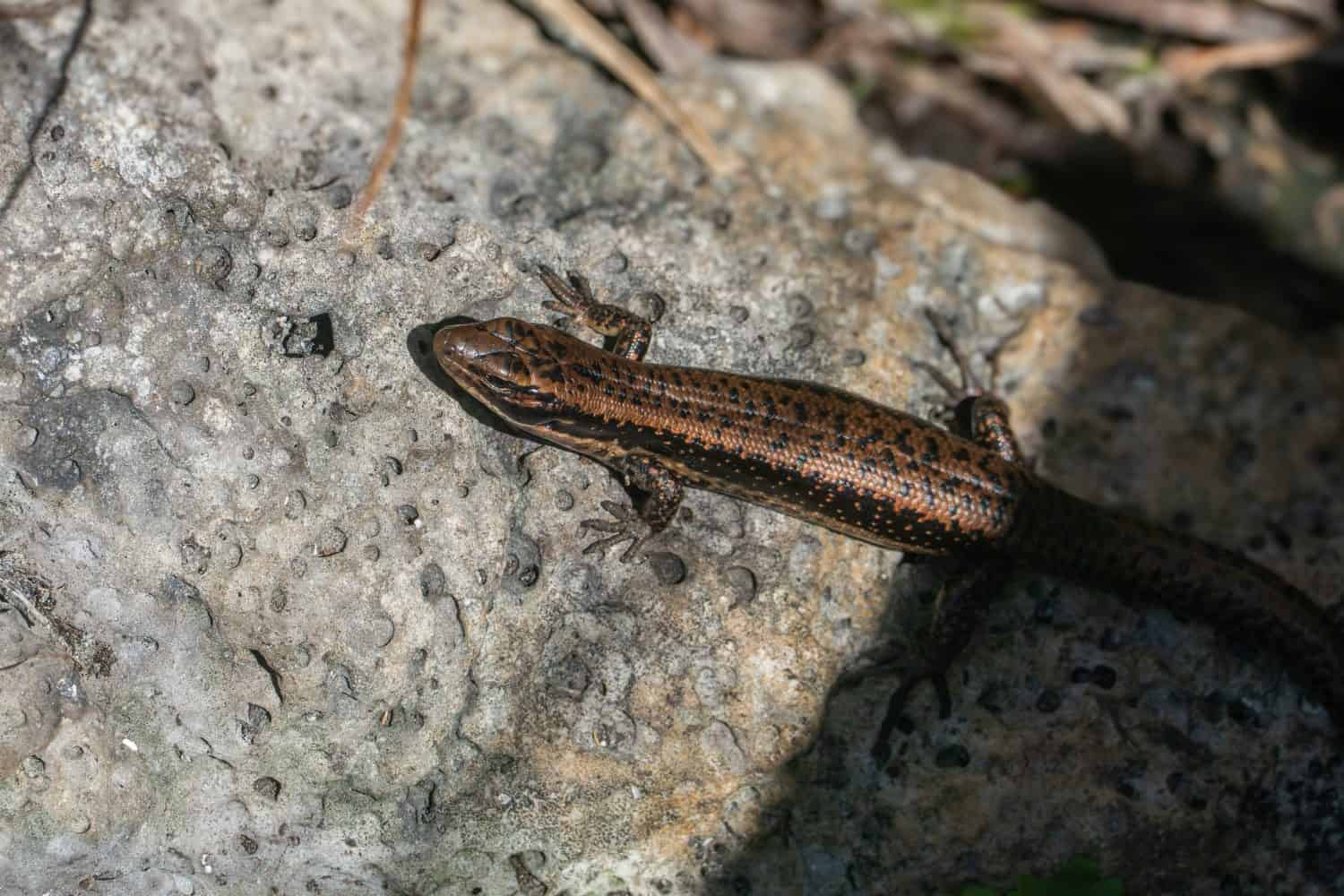 White's rock skink Liopholis whitii basking on a hot stone in Port Campbell National Park in Victoria - Australia