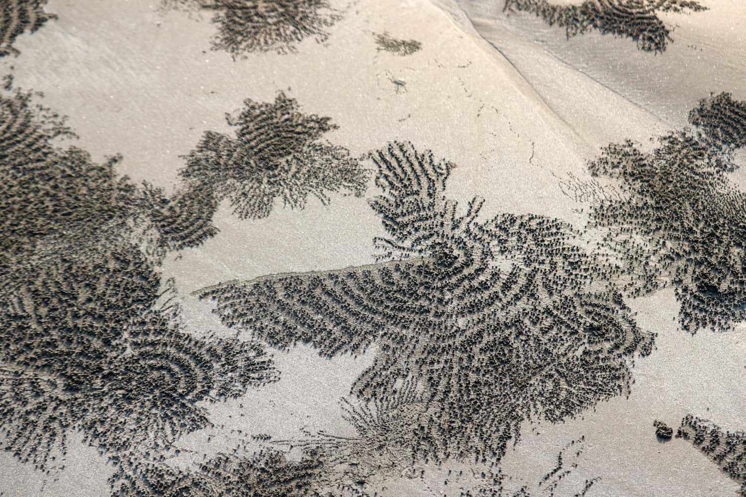 Unique sand texture featuring intricate patterns created by sand bubbler crabs on the beach, showcasing natural artistry in coastal ecosystems.