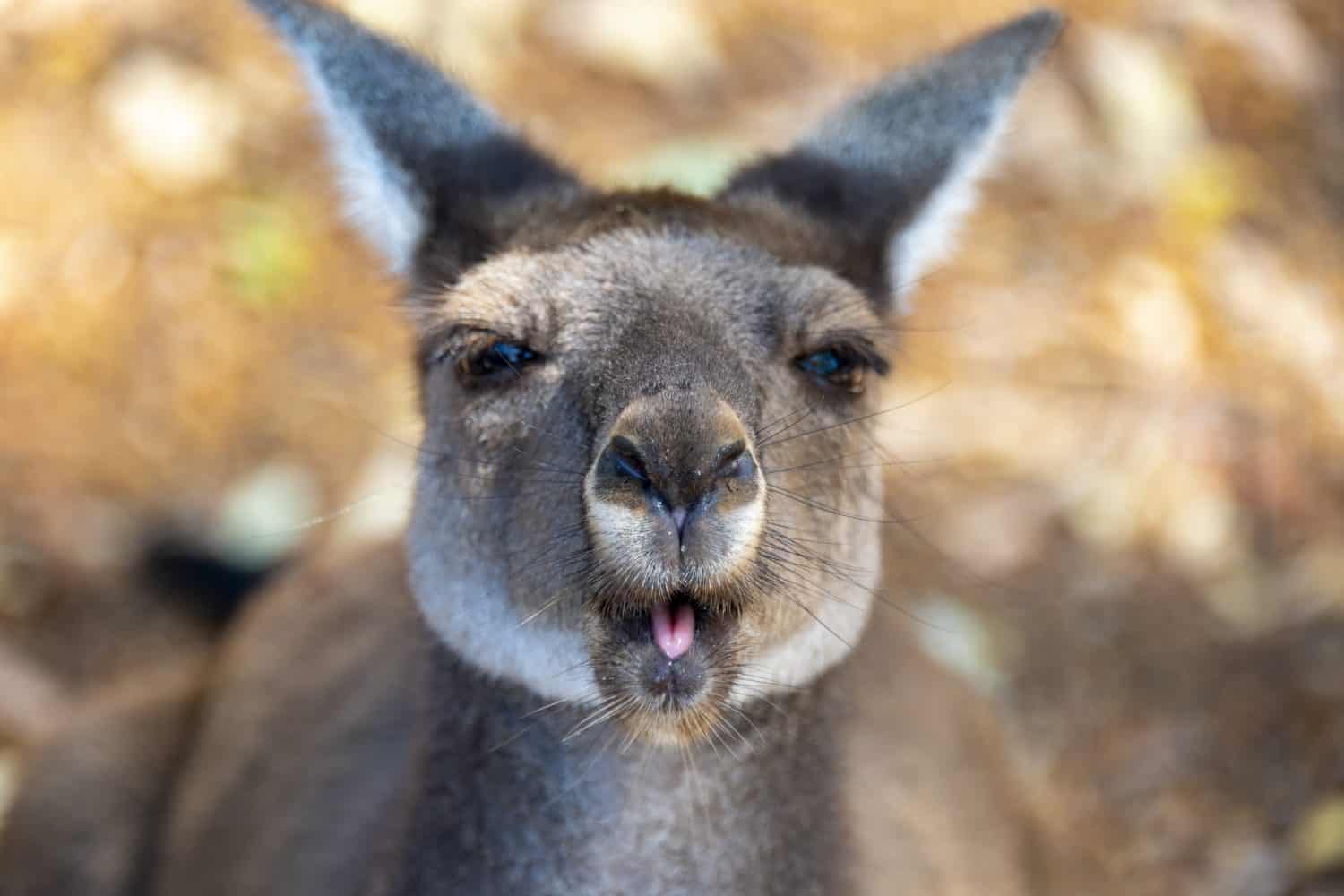 A Kangaroo Jumped An Eight Foot Fence and Traveled Miles Through