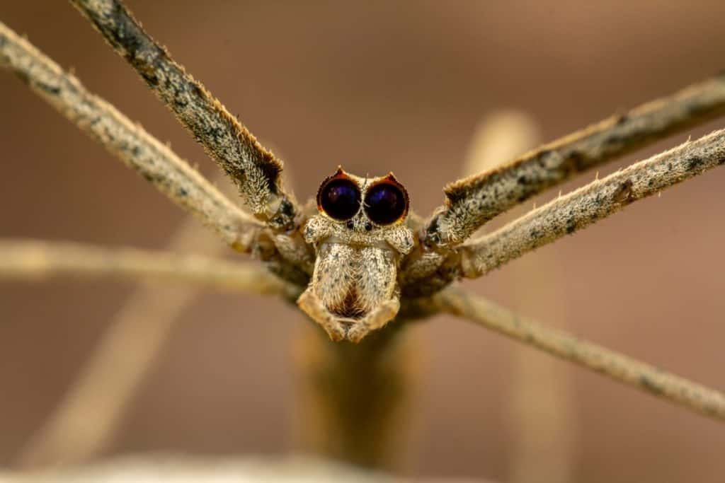 Extreme macro portrait of Deinopis spinosa, commonly called the ogre-faced spider or net-casting spider. This species from the family Deinopidae is known for its unusually large forward-facing eyes that provide excellent night vision for hunting. Ogre-faced spiders capture prey by holding a small web net between their legs and casting it over insects that pass beneath them. The image highlights the spider&rsquo;s distinctive eyes, elongated legs, and cryptic coloration.