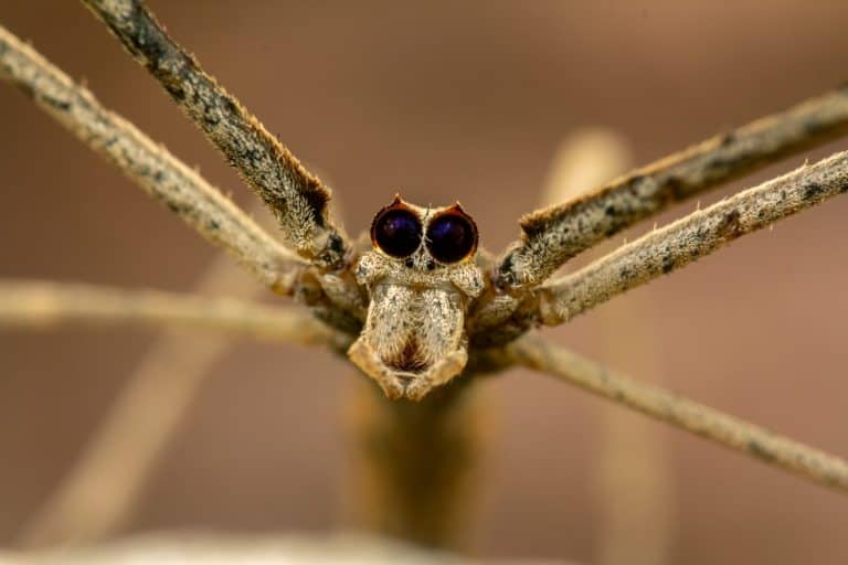 Extreme macro portrait of Deinopis spinosa, commonly called the ogre-faced spider or net-casting spider. This species from the family Deinopidae is known for its unusually large forward-facing eyes that provide excellent night vision for hunting. Ogre-faced spiders capture prey by holding a small web net between their legs and casting it over insects that pass beneath them. The image highlights the spider’s distinctive eyes, elongated legs, and cryptic coloration.