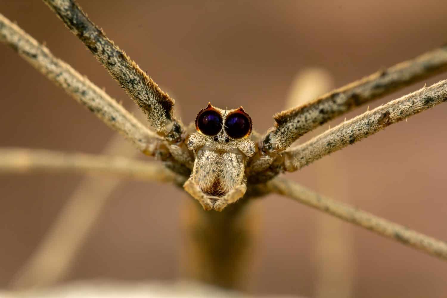 This Spider Launches at 130 G's (Humans Black Out at 9) - A-Z Animals