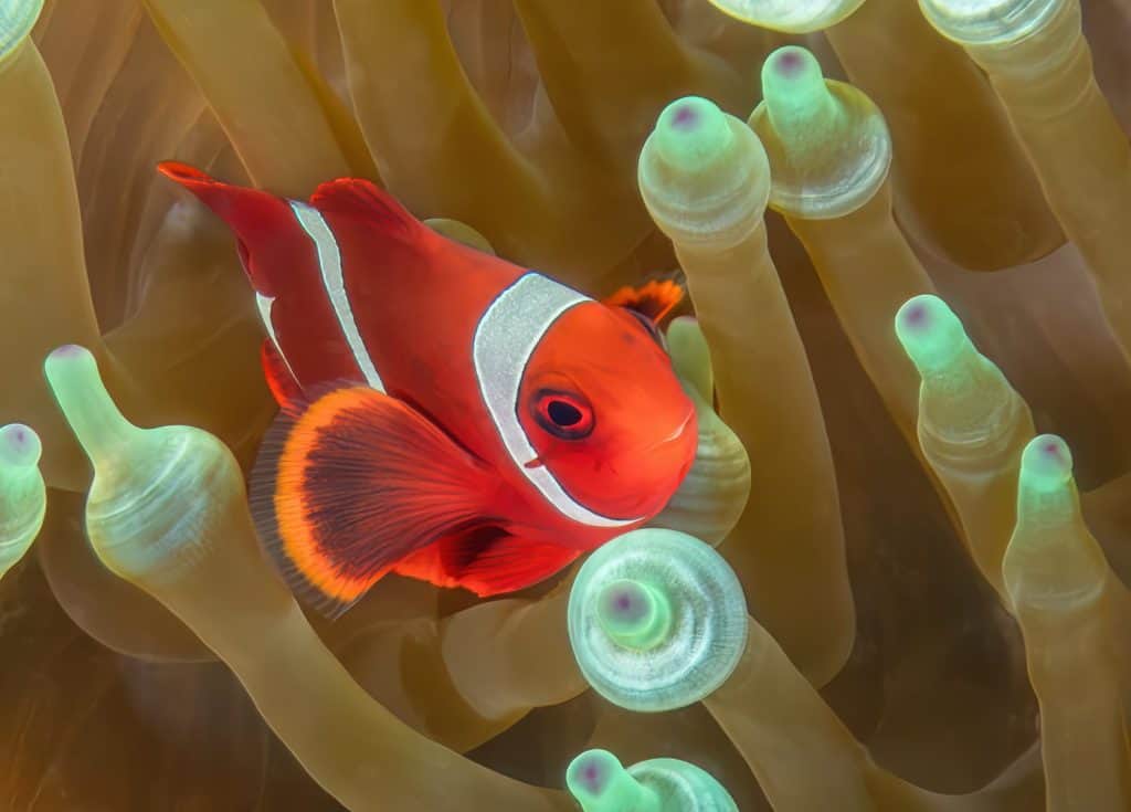 Tomato Clownfish (Amphiprion frenatus) in a Bubble-tip Anemone (Entacmaea quadricolor), reefs of Sipadan Island, Sabah, Malaysia, Borneo
