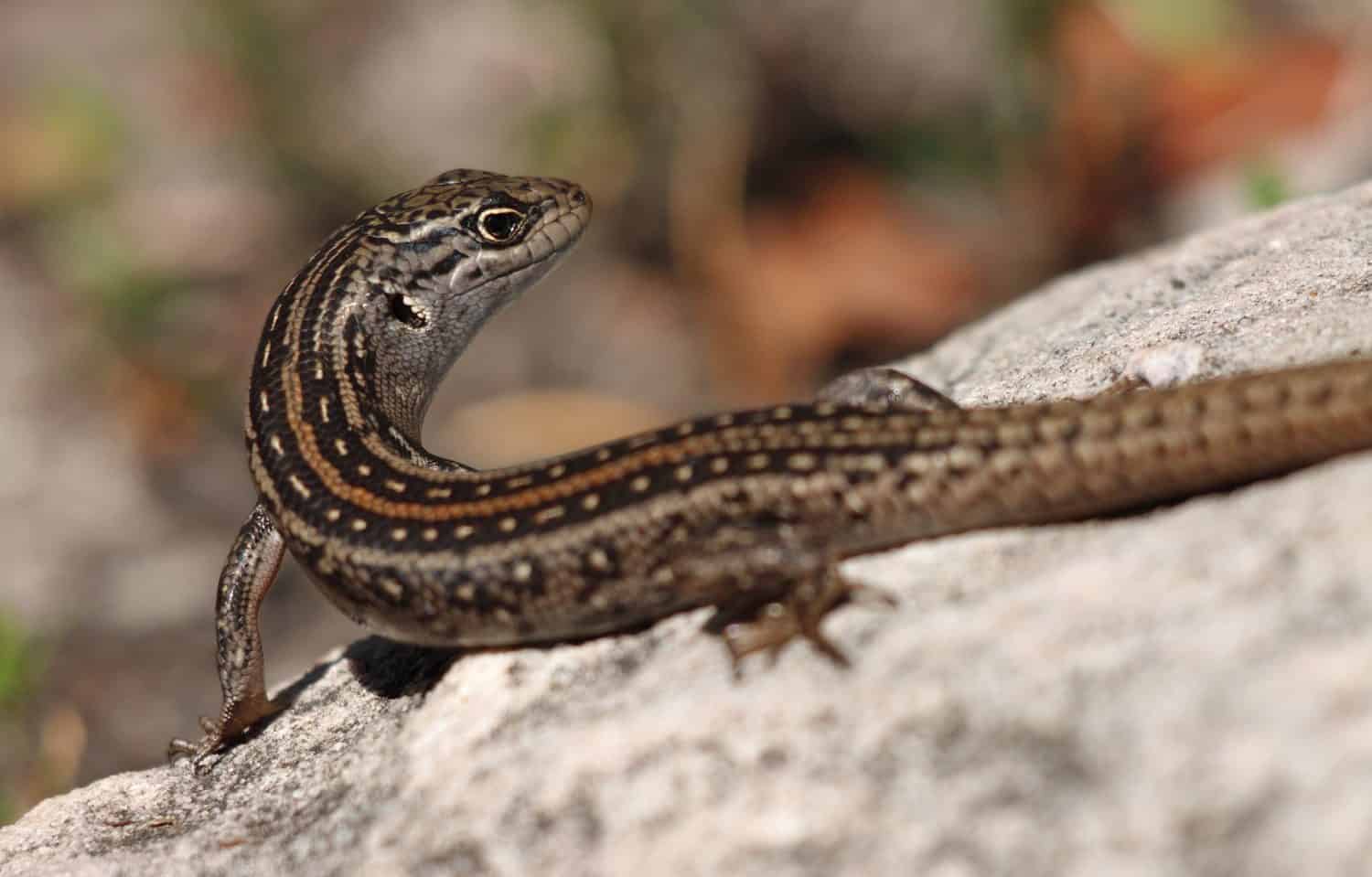 White Skink on Mount Rosea Hike, Grampians National Park, Victoria, Australia