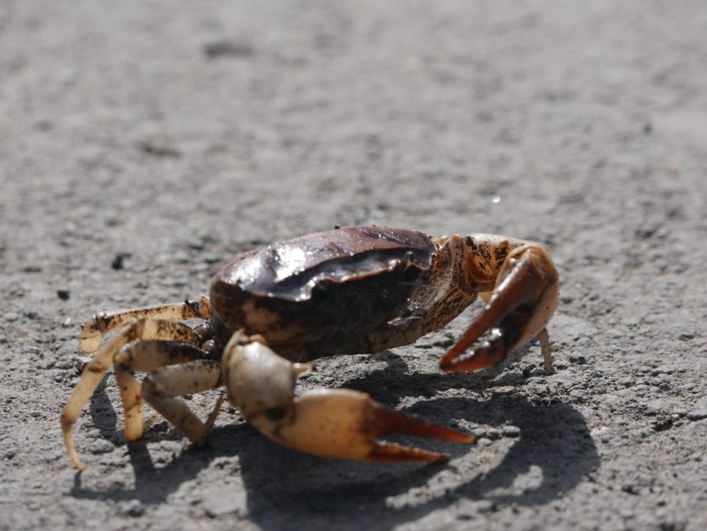 A freshwater crab strolling across a sunlit asphalt road in hot daytime conditions.