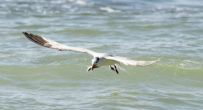 Elegant Tern