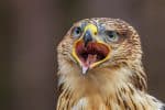Large birds of prey