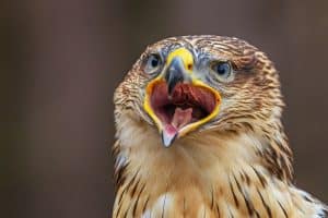 A ferruginous hawk, Buteo regalis, opens its bill in a dramatic portrait revealing its vivid mouth interior.