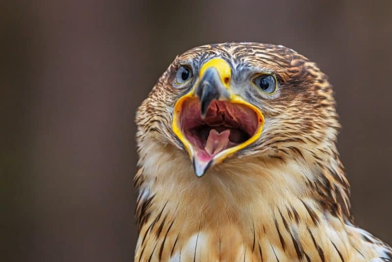 A ferruginous hawk, Buteo regalis, opens its bill in a dramatic portrait revealing its vivid mouth interior.