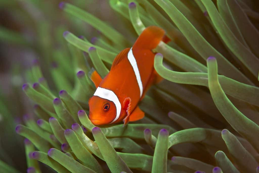 Close up portrait of Cute looking little juvenile tomato Anemonefish (Clownfish) (Amphiprion frenatus)in anemone on a coral reef off a volcanic beach in Tulamben Bay, Bali, Indonesia looking at camera
