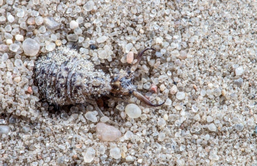 Antlion
