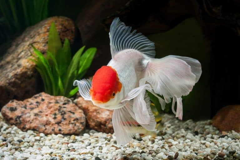 Goldfish in aquarium with green plants, and stones