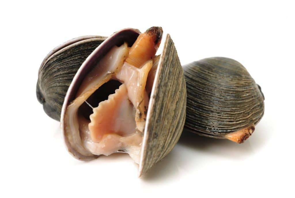 hard clam, quahog isolated on white background
