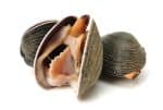 Hard clam
