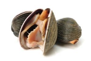 hard clam, quahog isolated on white background