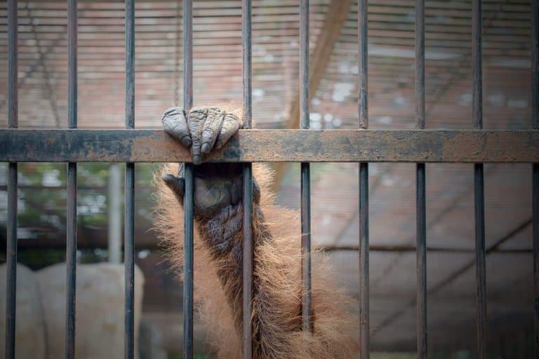 Close up hand of monkey in cage. The illegal wildlife trade problem.