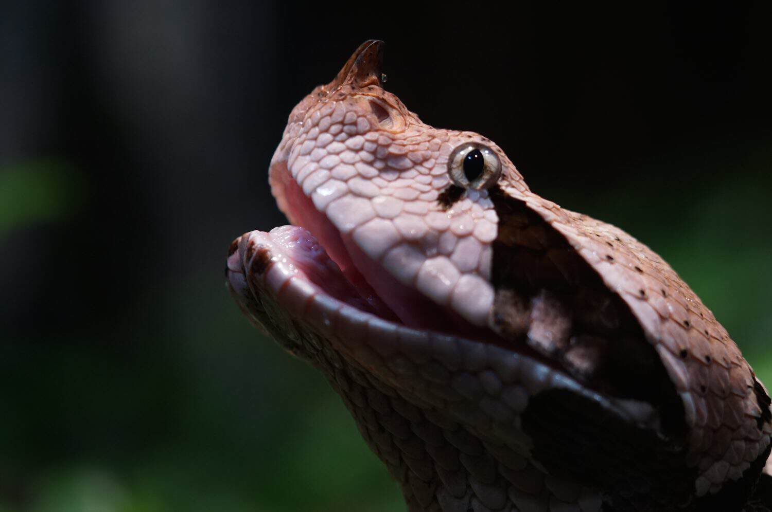 gaboon viper
