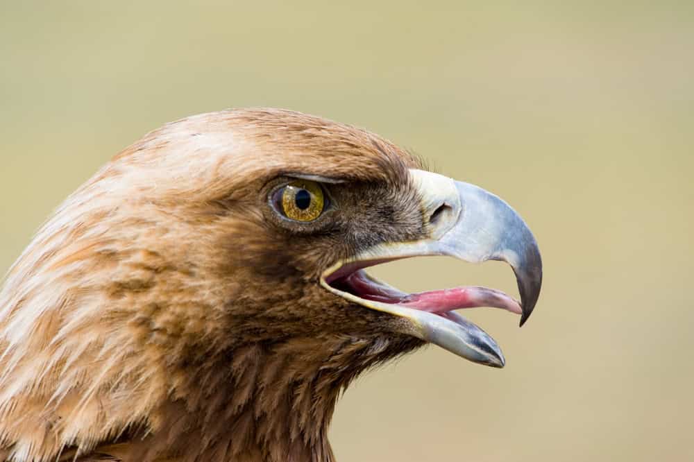 close shot of a golden eagles head in profile, open mouth, extruded tongue