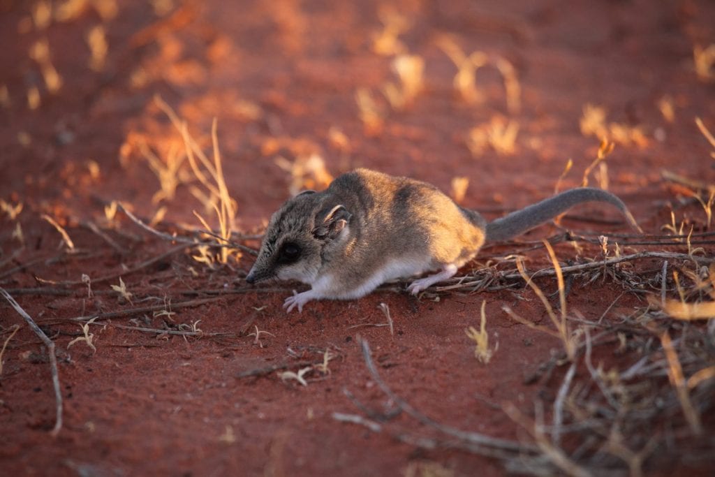 A Fat-tailed Dunnart, a small carnivorous marsupial, in outback Australia's desert.