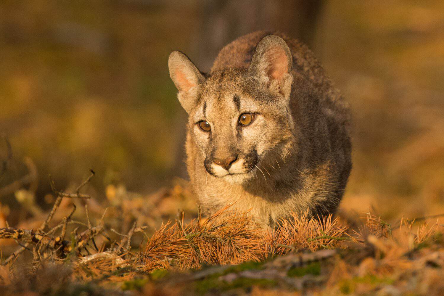 Cougar cub