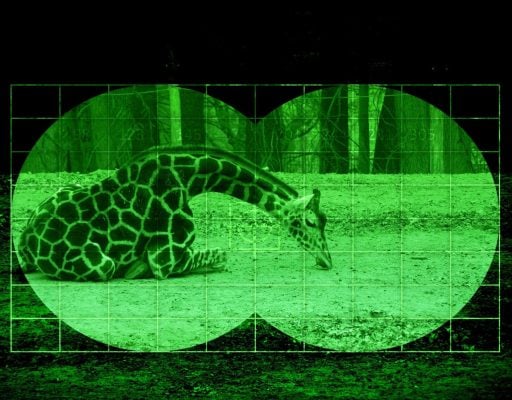 The AI Cameras That Alert Rangers Before Poachers Strike - A-Z Animals