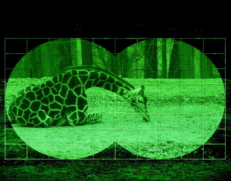 Hunt on Giraffe - view through night vision