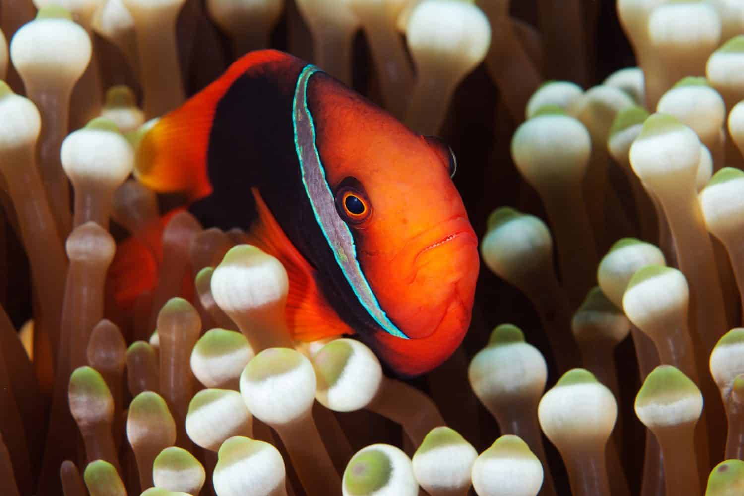 Tomato anemonefish (Amphiprion frenatus) peeking out of its anemone in Layang Layang, Malaysia