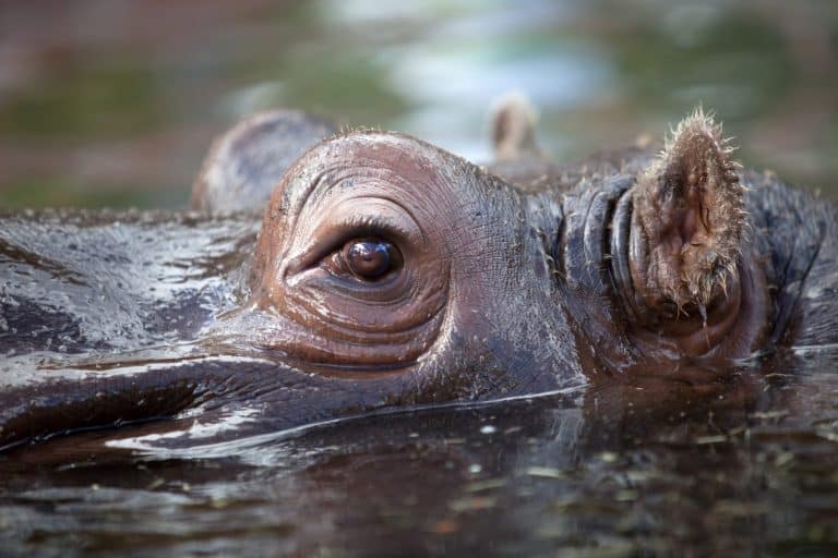 close up shot of hippo's eye in water