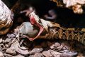 A Yawning Viper Shows off Longest Snake Fangs on Earth - A-Z Animals