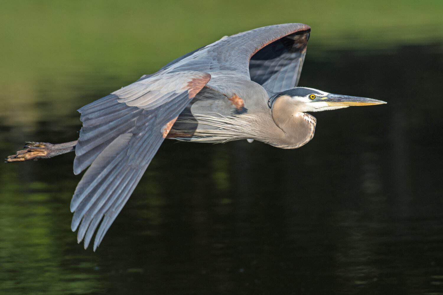 Great Blue Heron flying over lake