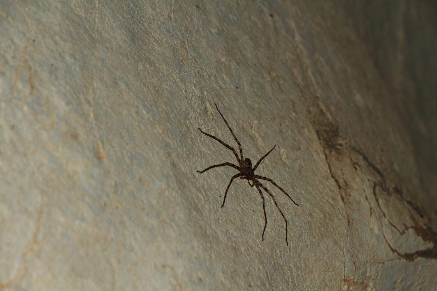 Giant Crab Spider Heteropda vanatoria on wall in a cave