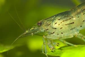 The amano shrimp close-up shot in aquarium Caridina japonica